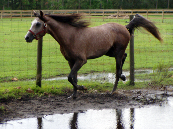 florida hurricane horse
